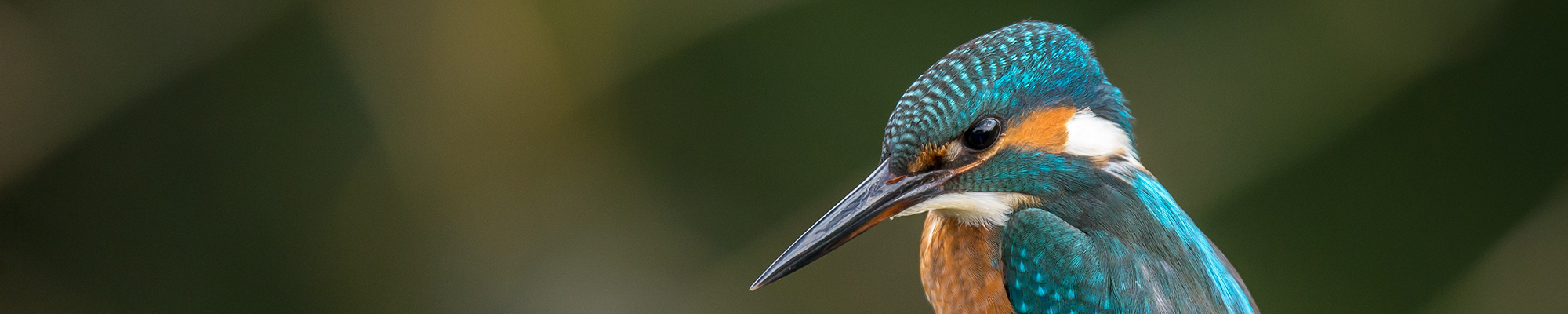 River Weaver Wildlife
